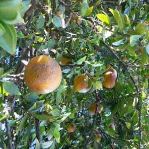 Chinotto Fruit